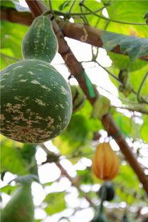 河北圆圆在线吃瓜,在线吃瓜，揭秘娱乐圈幕后故事