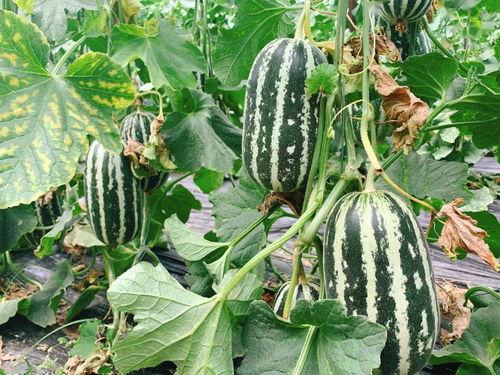 爱心助农 吃瓜,瓜果飘香——共筑丰收梦