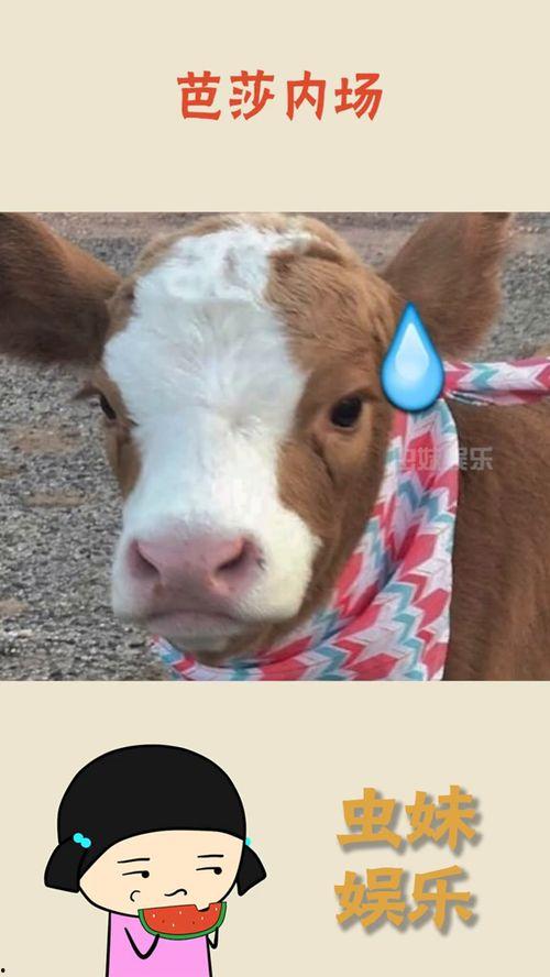 淄博抖音吃瓜,揭秘网红美食背后的故事