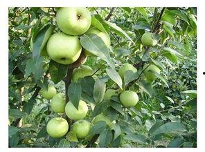 本地白瓜怎么吃,解锁家常美味新境界