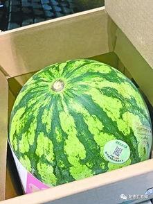 什么叫吃瓜问题,网络舆论场中的围观与参与