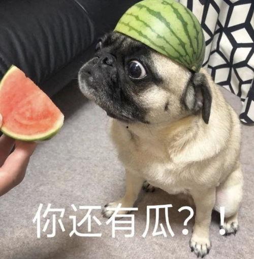 绿色吃瓜表情包,轻松幽默，传递生活正能量