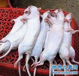 吃瓜的耗子,吃瓜耗子的趣味生活点滴