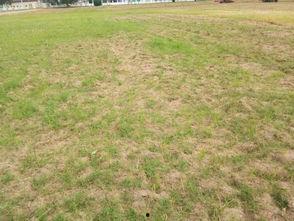 道具在树下吃瓜,探寻神秘道具的奇幻之旅