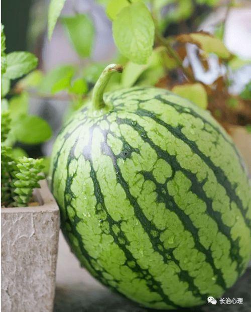 网络吃瓜现象解读