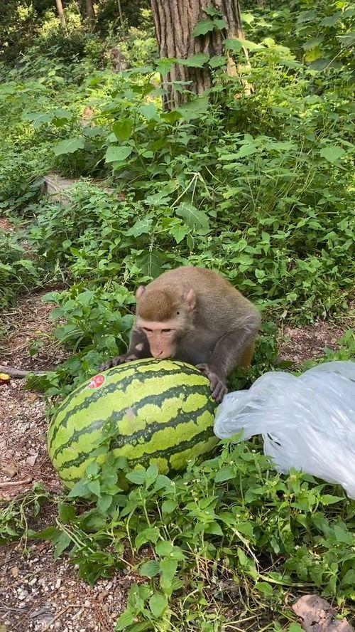 火爆猴吃瓜哥,揭秘网络红人的崛起之路