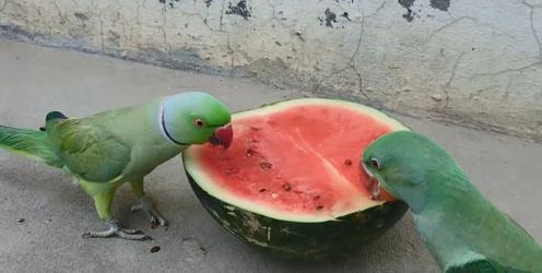 拉稀可以吃瓜吗,吃瓜真的可行吗？揭秘瓜果在腹泻期间的食用指南