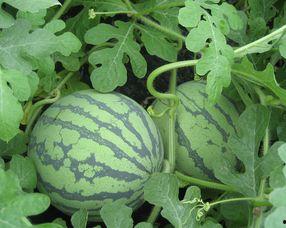 青母瓜孕妇可以吃吗,安全与营养两不误