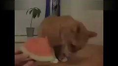 代货吃瓜搞笑视频,笑料横生的搞笑视频盛宴