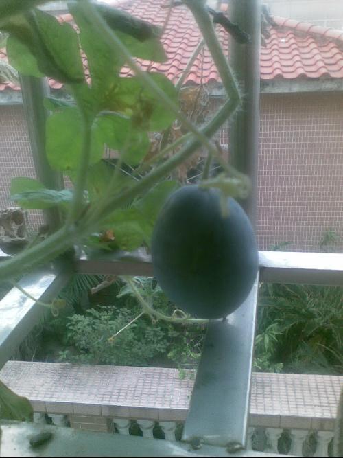 高中阳台吃瓜,青春岁月的悠闲时光