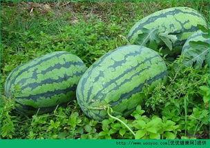 春日吃瓜群落,揭秘吃瓜群落的春日盛宴