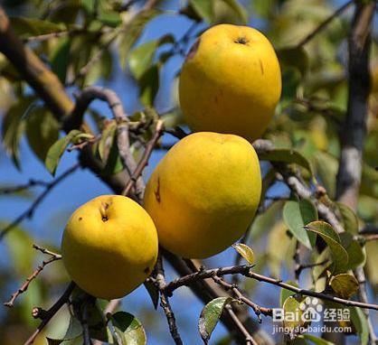 海棠果冰淇淋吃瓜,夏日清凉新宠，吃瓜乐趣无限