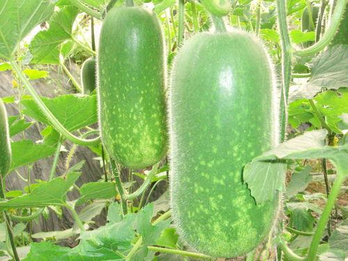 中年大妈吃瓜图片大全,图集大赏