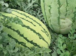 吃瓜的样子像极了,揭秘那些“吃瓜”背后的故事