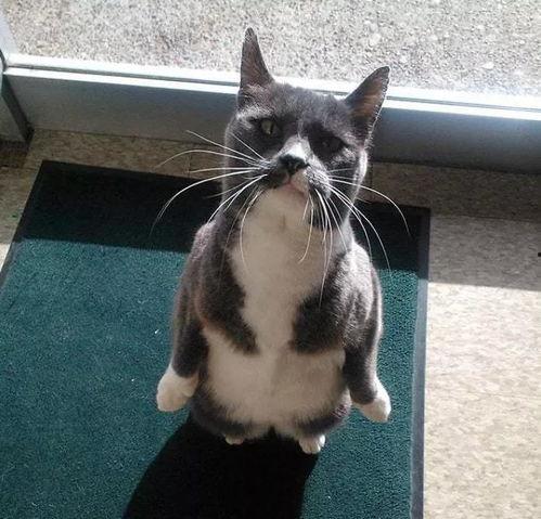 带你吃瓜解说猫,揭秘猫界那些事儿