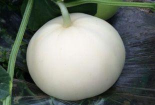 吃梨瓜的精髓,探寻生活真谛