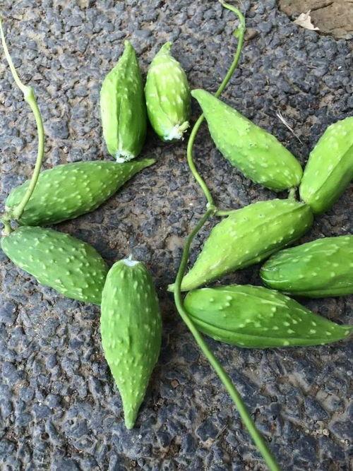 带你吃瓜野生挖掘