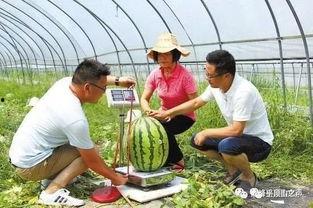 浙江农业吃瓜,瓜果飘香，丰收在望的田园画卷